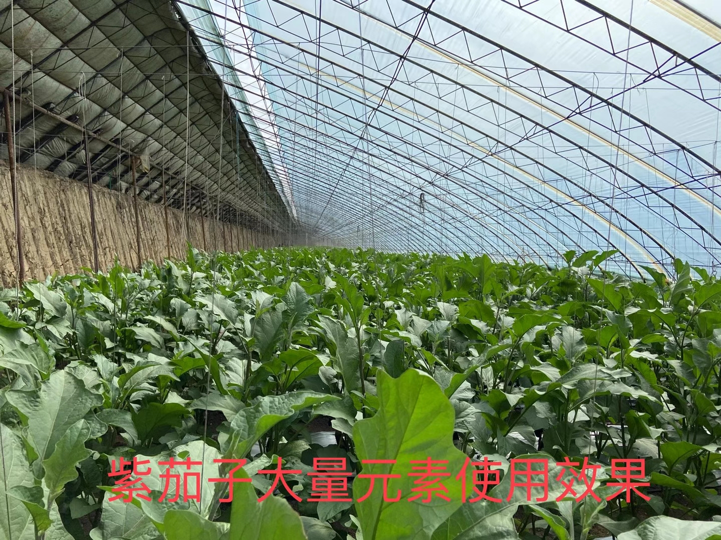 立杉水溶肥的效果怎么樣？看看在茄子上效果反饋