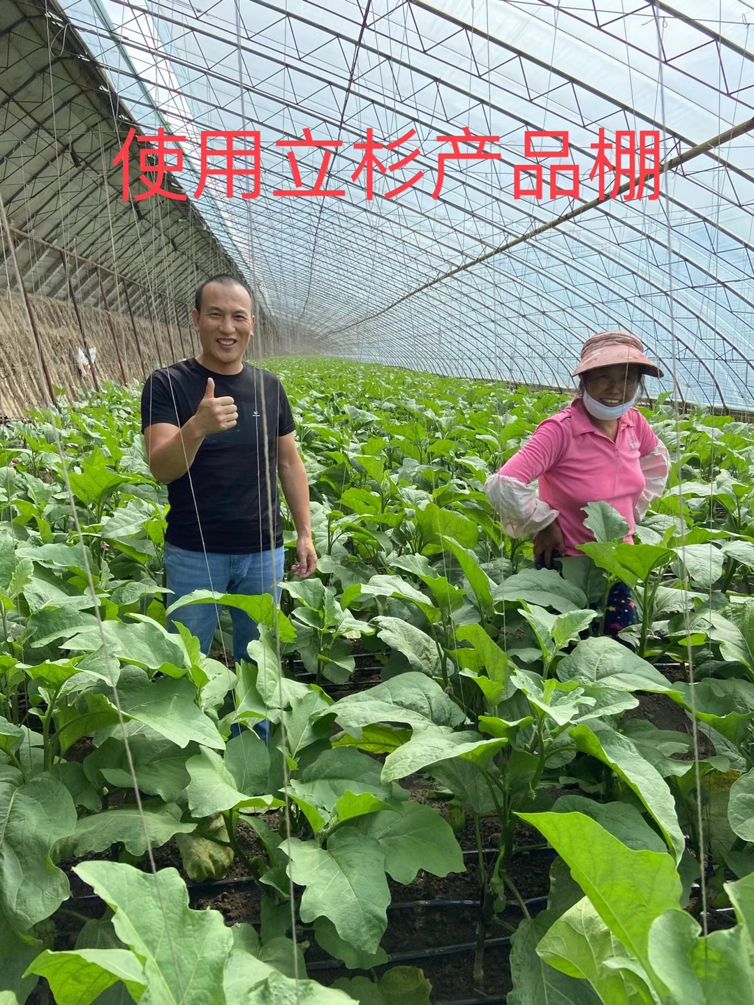 <a href=http://www.fenghuayuexin.cn target=_blank class=infotextkey>上海立杉</a>水溶肥在北方暖棚茄子上的效果反饋2