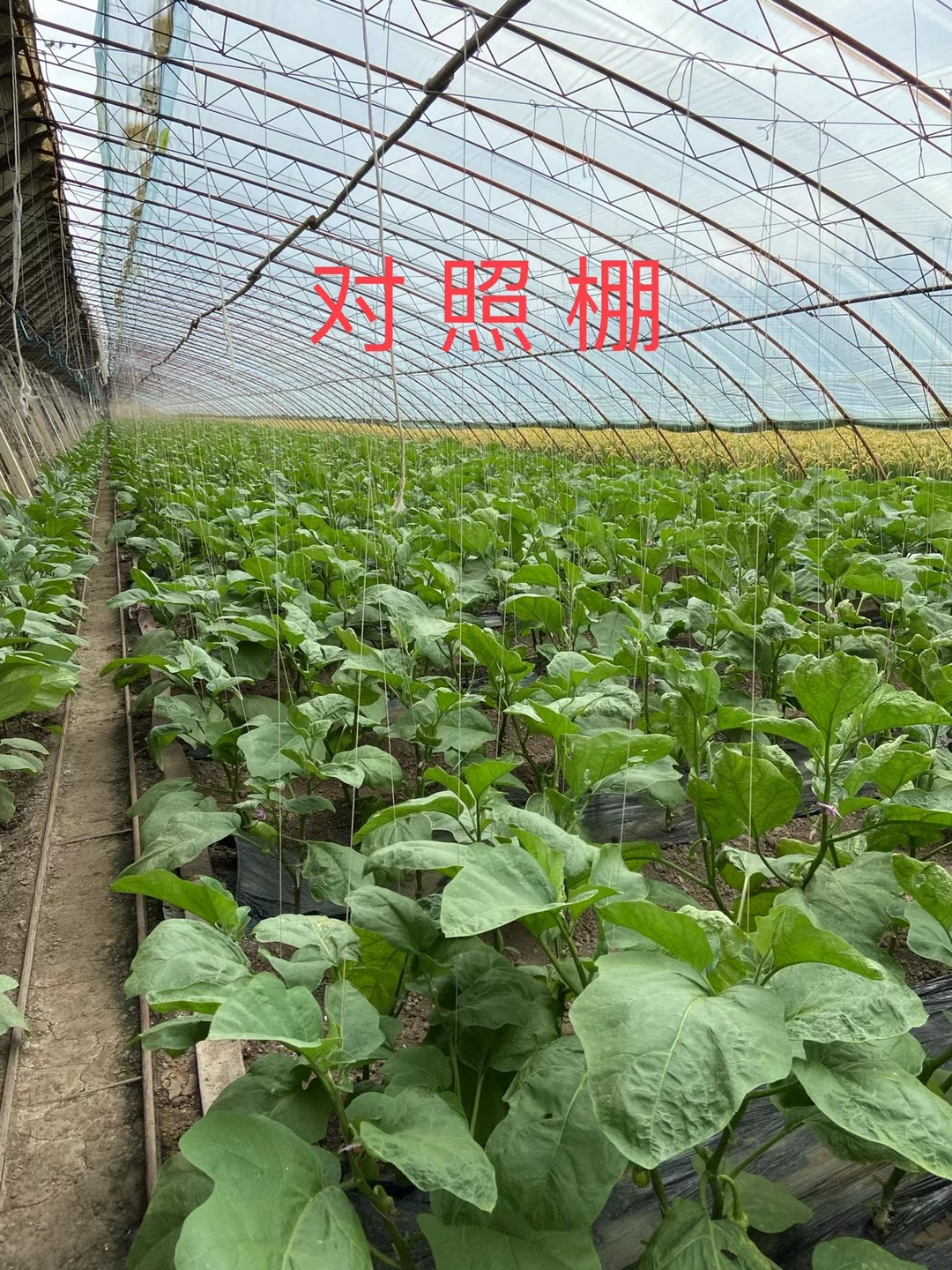 <a href=http://www.fenghuayuexin.cn target=_blank class=infotextkey>上海立杉</a>水溶肥在北方暖棚茄子上的效果反饋3