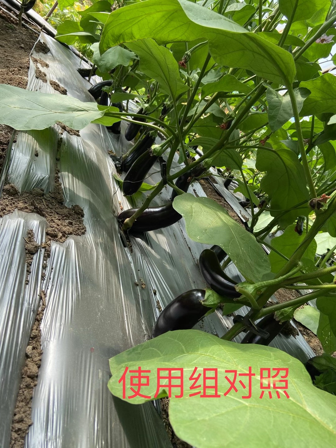 <a href=http://www.fenghuayuexin.cn target=_blank class=infotextkey>上海立杉</a>水溶肥在北方暖棚茄子上的效果反饋5