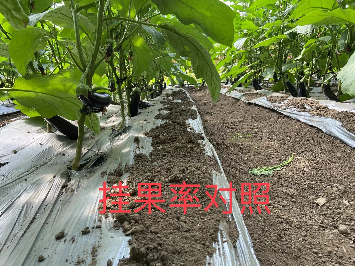 <a href=http://www.fenghuayuexin.cn target=_blank class=infotextkey>上海立杉</a>水溶肥在北方暖棚茄子上的效果反饋4